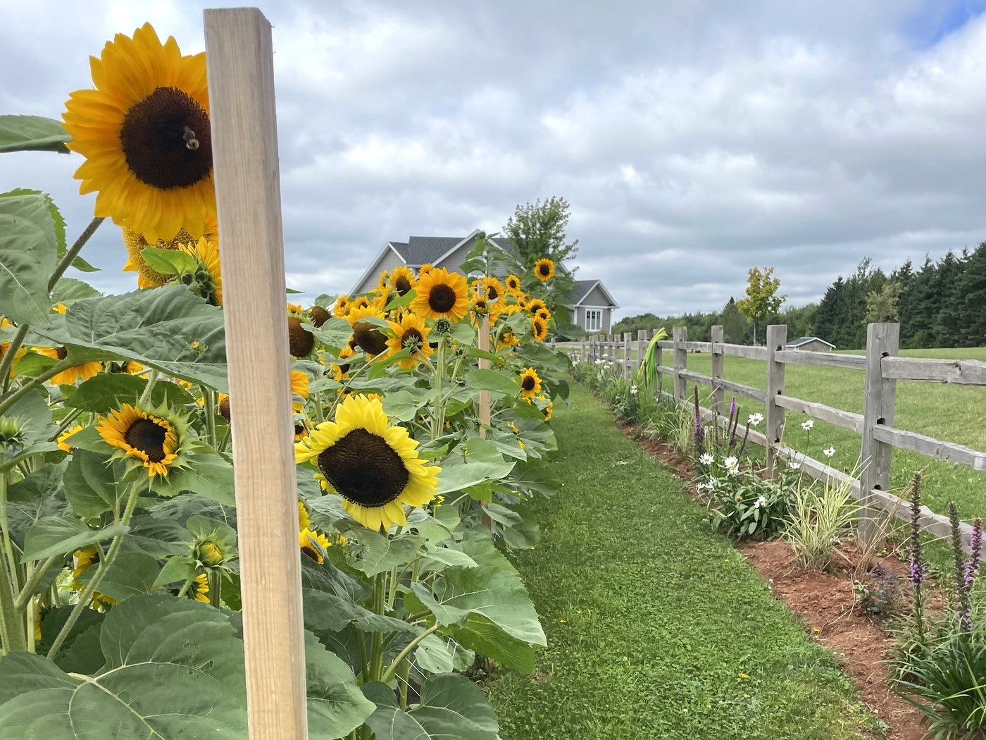 A full row of sunflowers along a grass path, the kind of row the U-Pick will wander